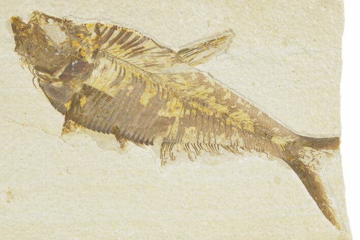 Detailed Fossil Fish (Diplomystus) - Wyoming #379349